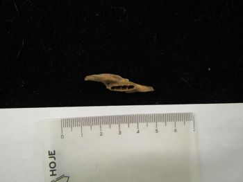 Media type: image;   Mammalogy BOM-9870 Description: Image of skeleton specimen - lateral mandible view. Detailed image of the mandible of the skeleton specimen.;
